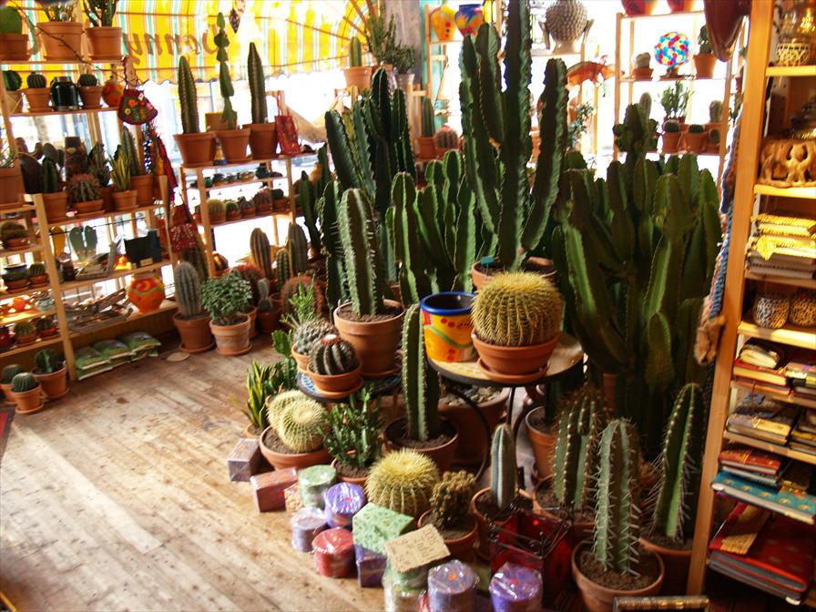 winkelen rotterdam danny de cactus